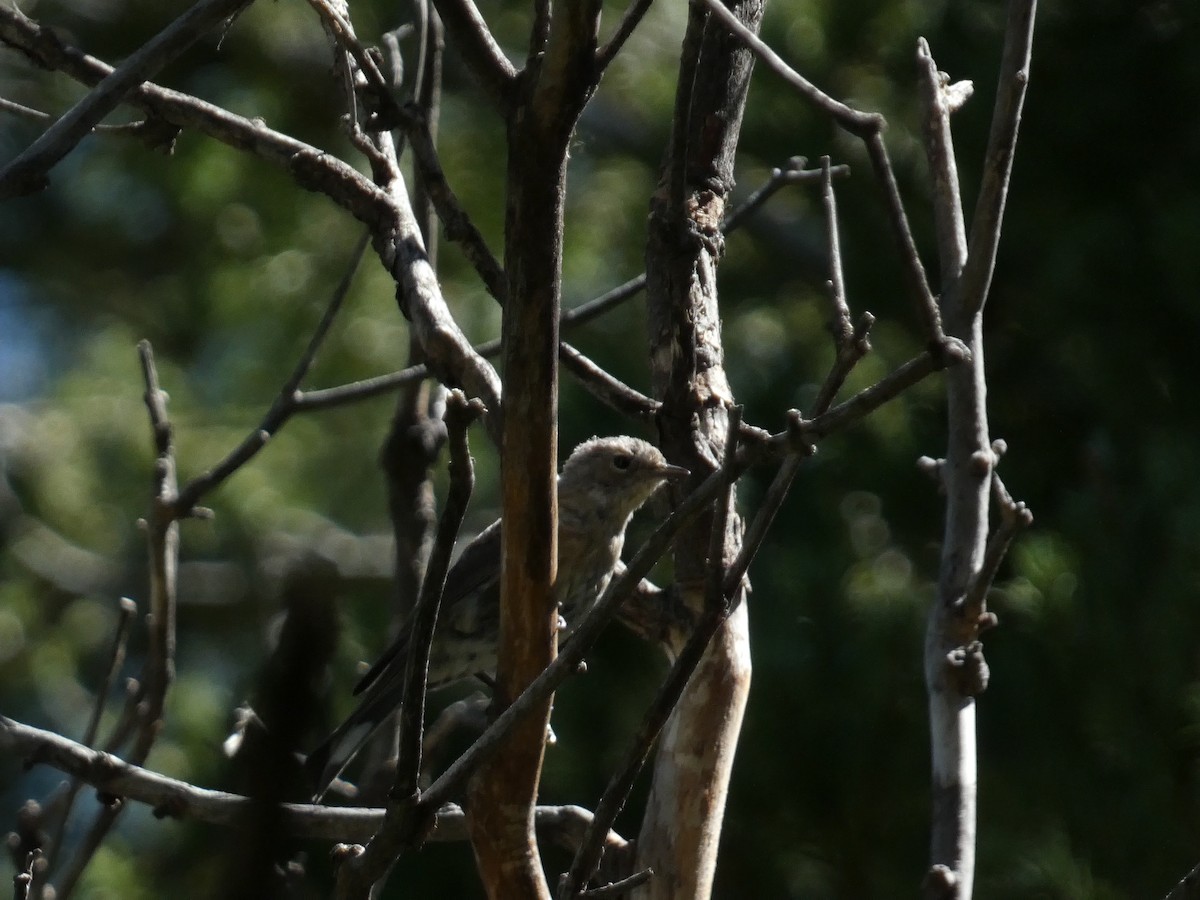 Yellow-rumped Warbler - ML640122430