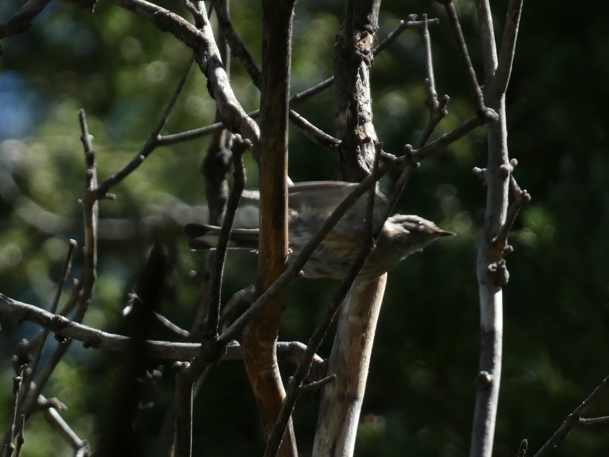 Yellow-rumped Warbler - ML640122431