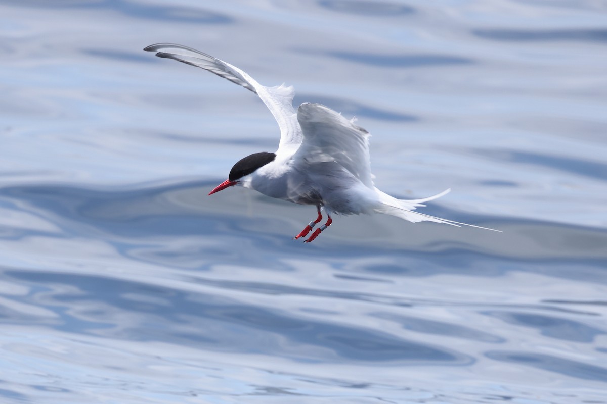 Arctic Tern - ML640122435