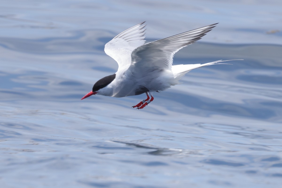 Arctic Tern - ML640122436