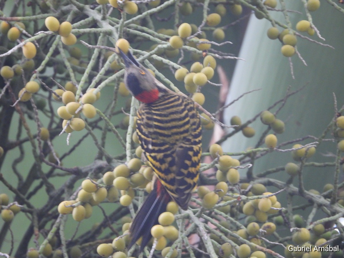 Hispaniolan Woodpecker - ML640122445