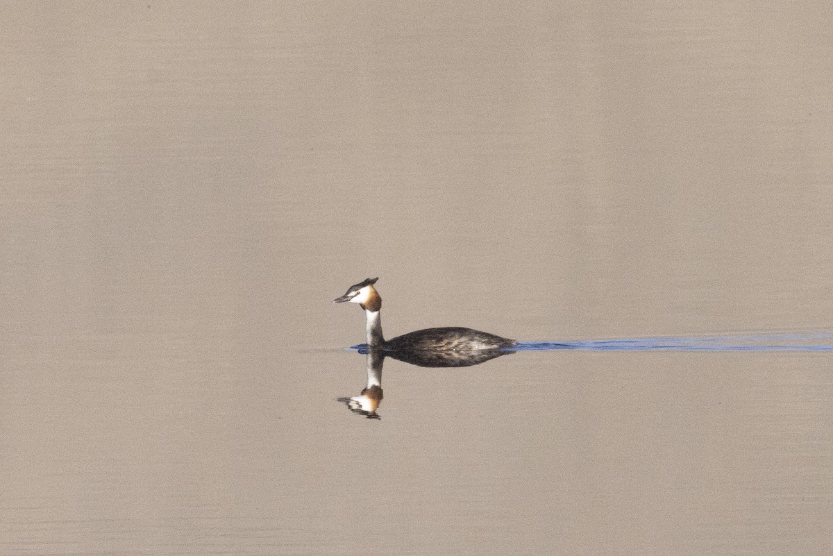 Grèbe huppé - ML640122453