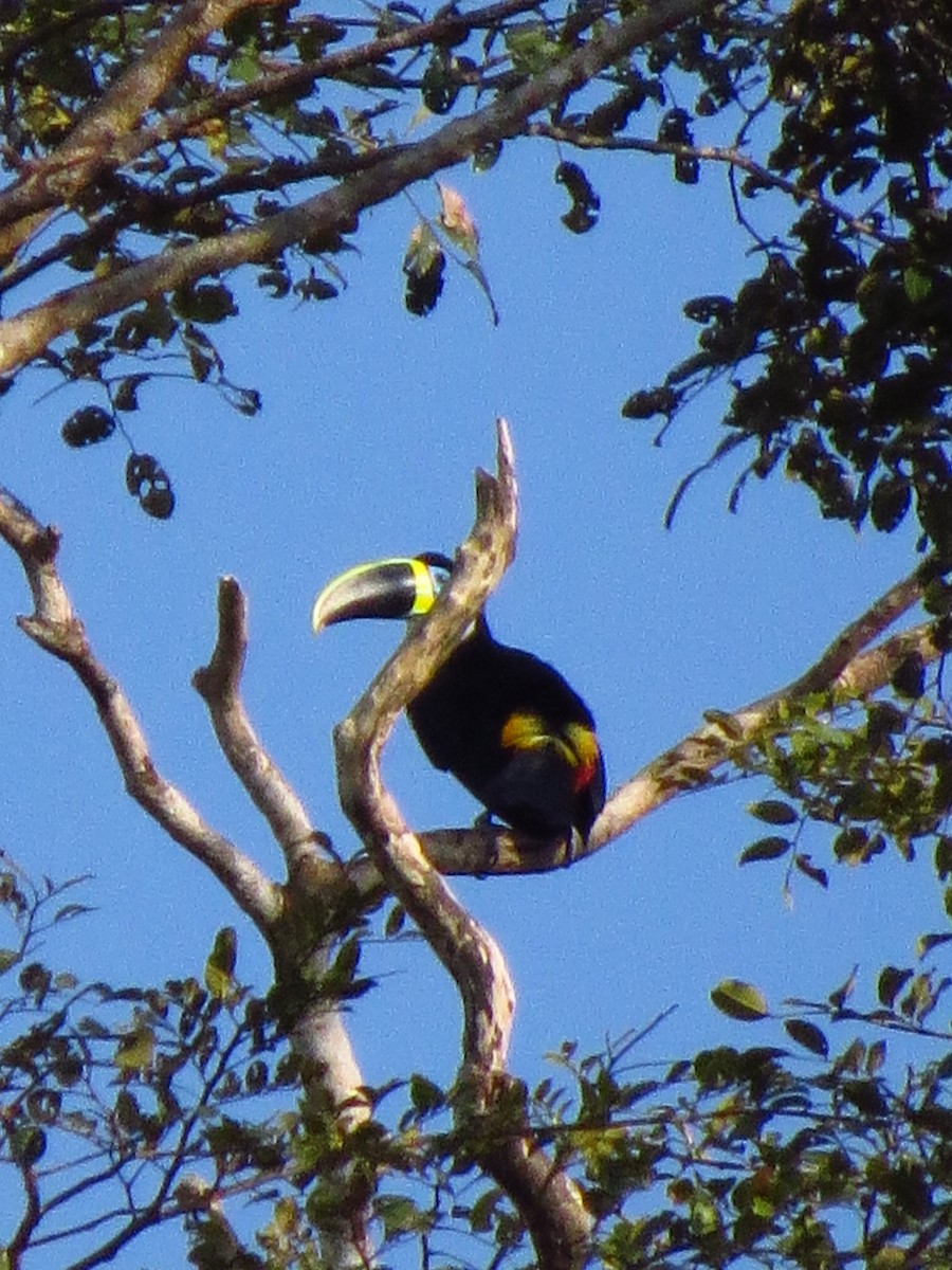 White-throated Toucan - ML640122457