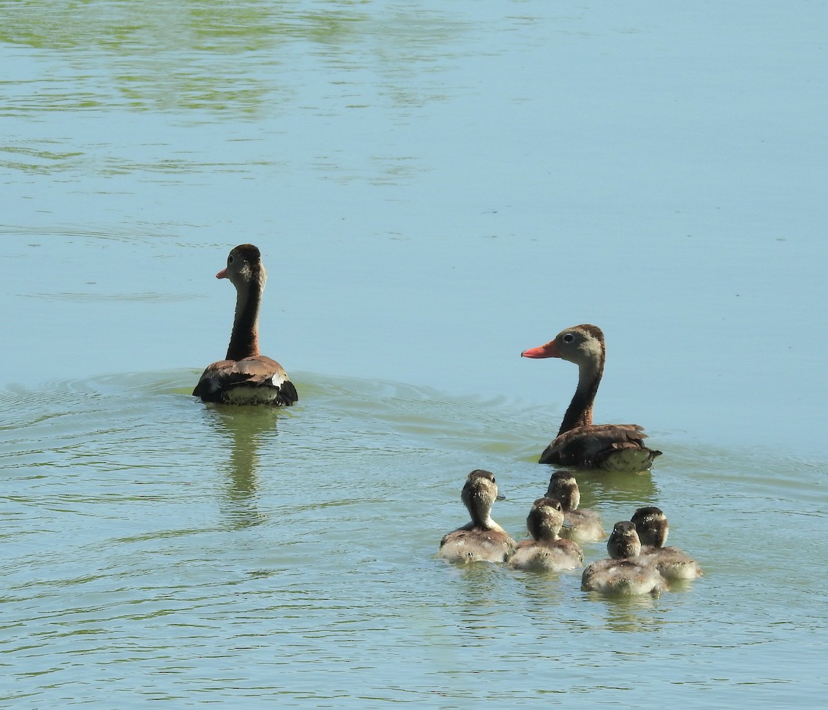 Black-bellied Whistling-Duck - ML640122461