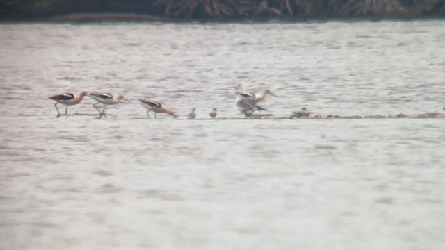 American Avocet - ML640122466