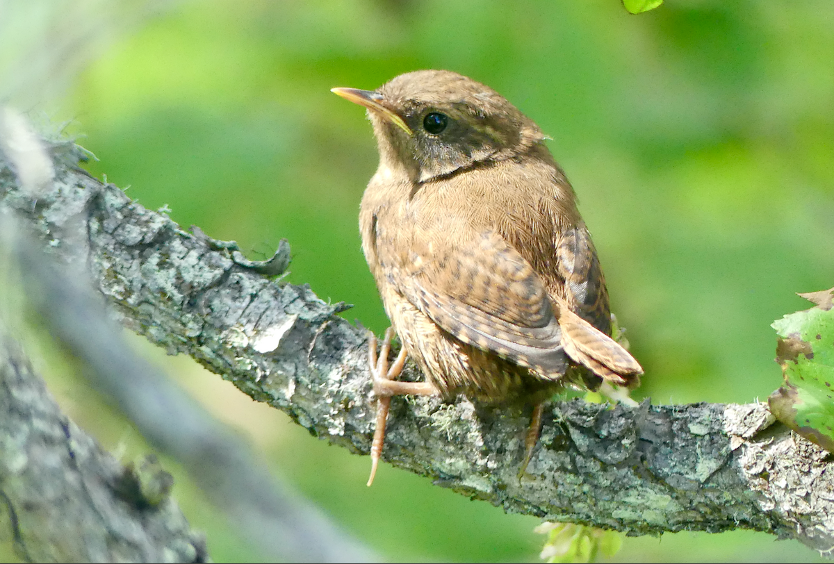 Pacific Wren - ML640122583