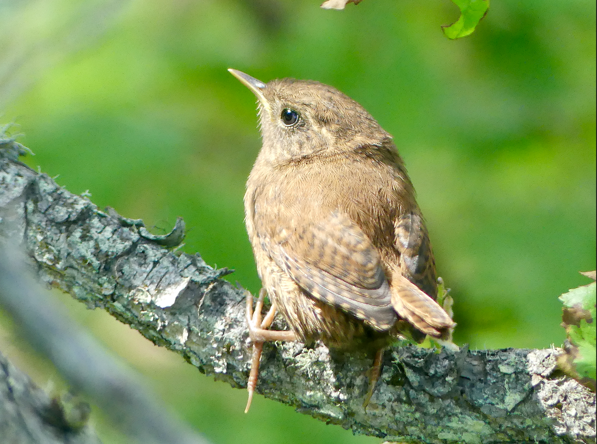 Pacific Wren - ML640122589