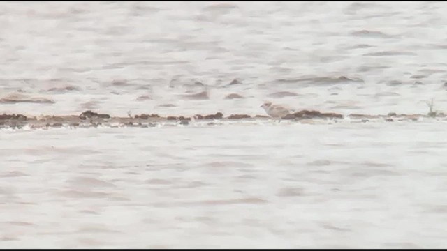 Piping Plover - ML640122599