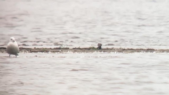 Piping Plover - ML640122610