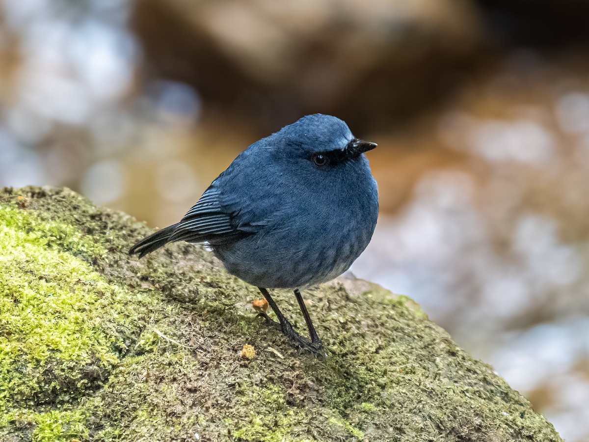 White-bellied Sholakili - ML640122631