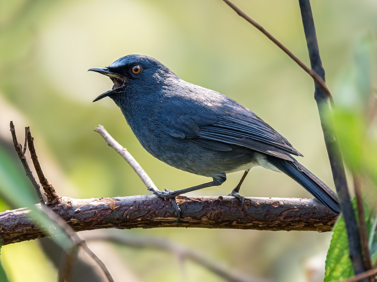 White-bellied Sholakili - ML640122632