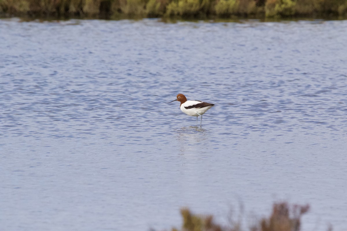 Avocette d'Australie - ML640122646