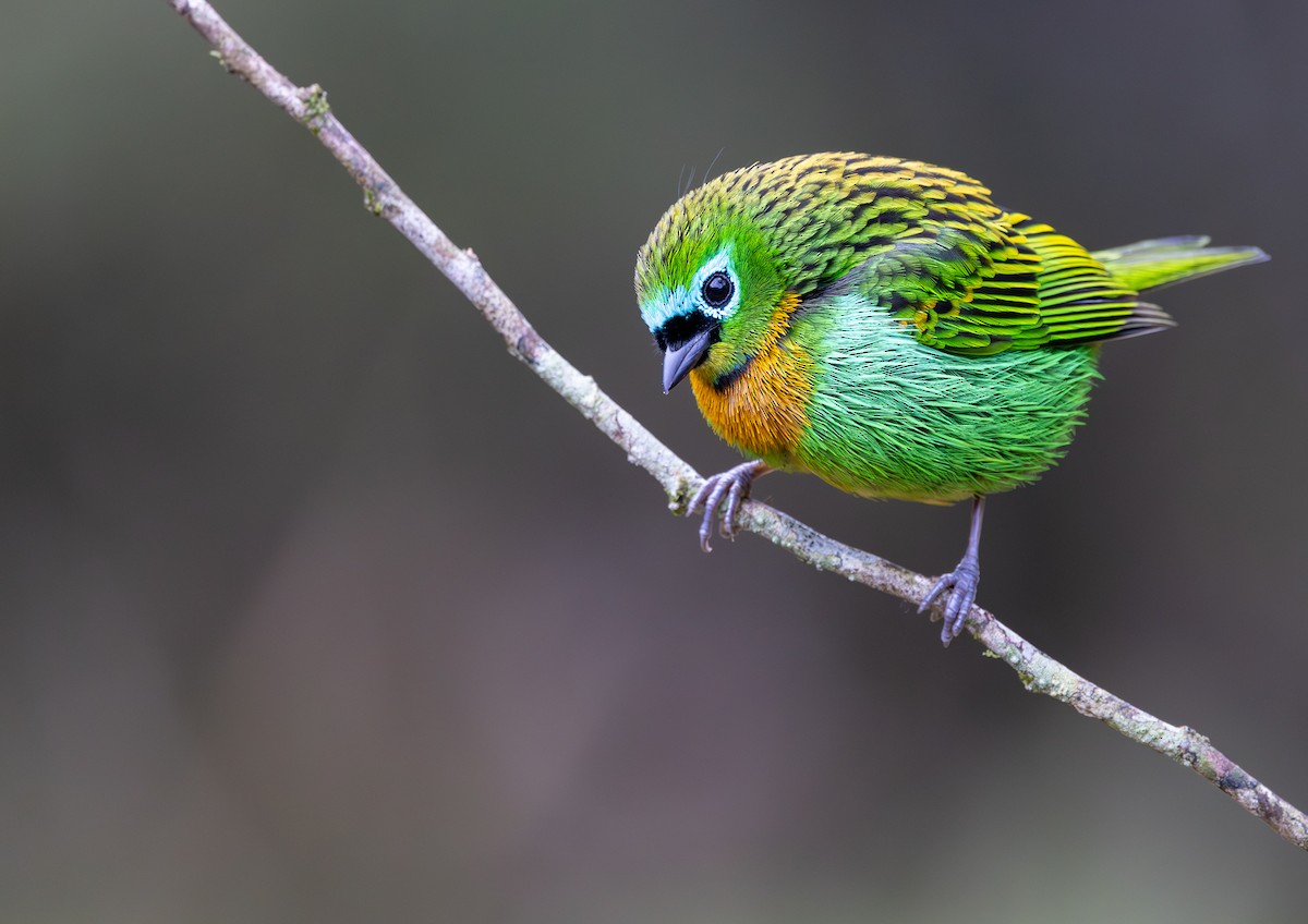 Оранжевогрудая танагра - ML640122710