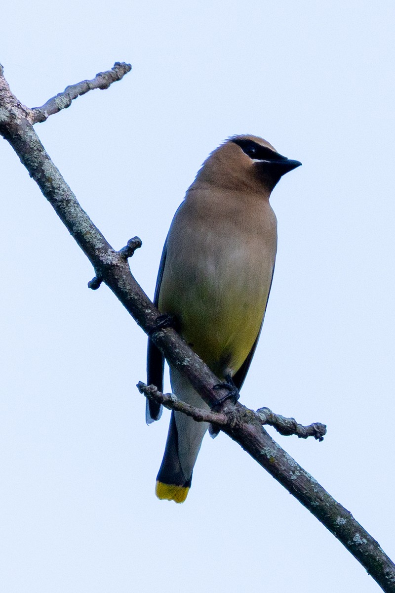 Cedar Waxwing - ML640122743