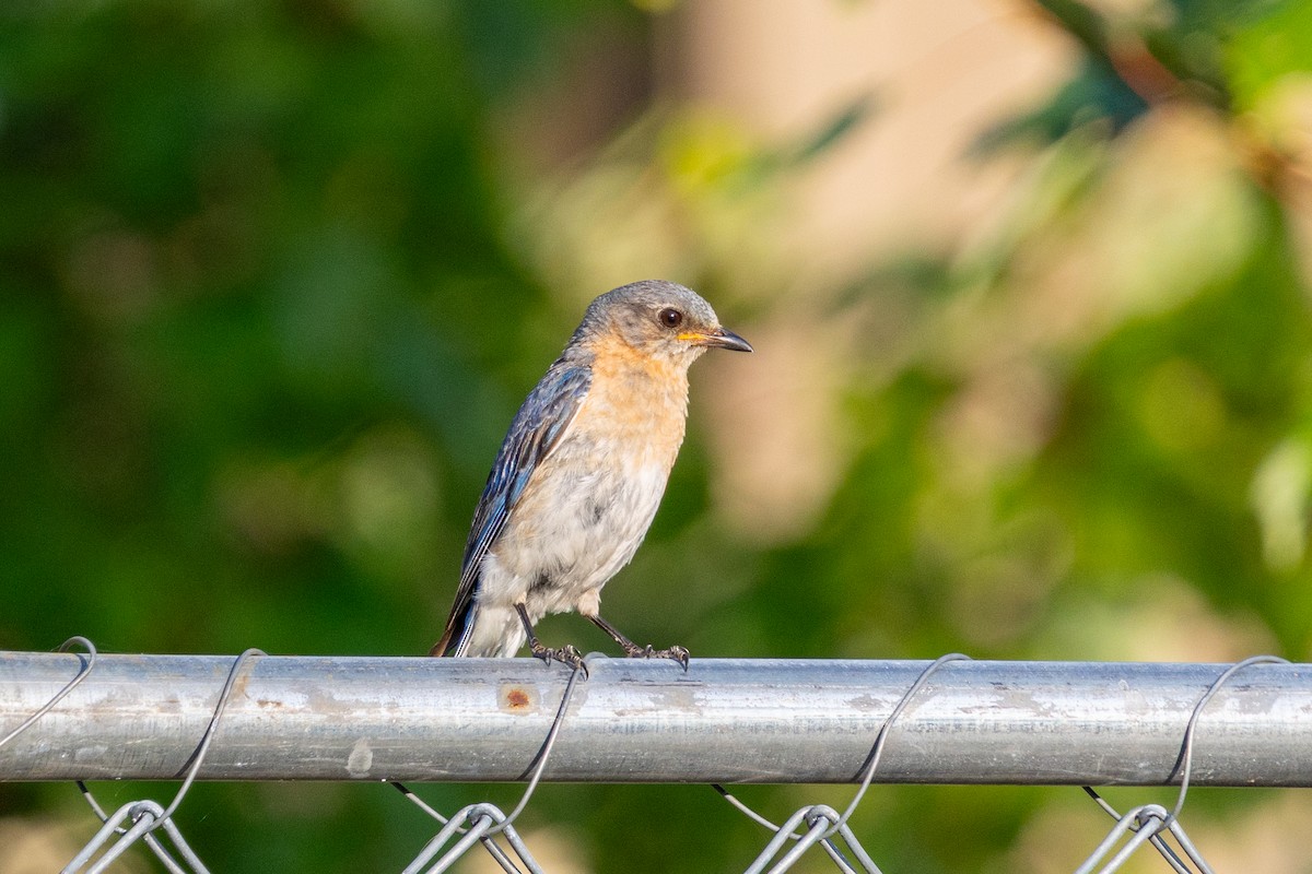 Eastern Bluebird - ML640122750