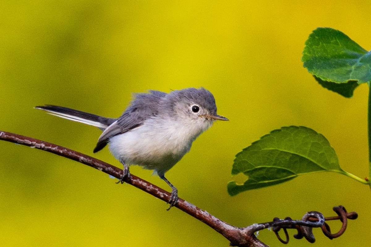 Blue-gray Gnatcatcher - ML640122755