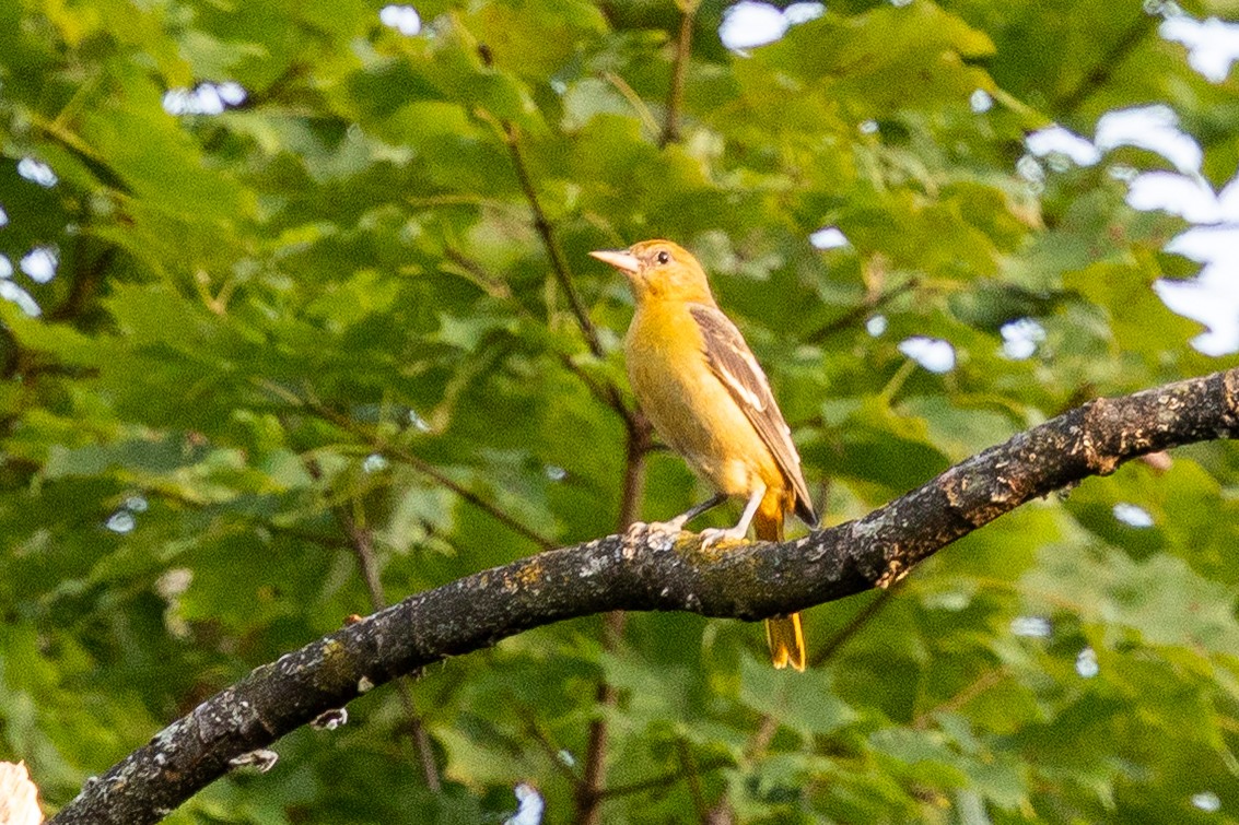 Baltimore Oriole - ML640122761