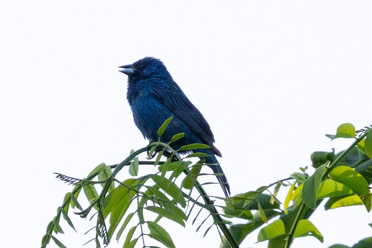 Indigo Bunting - ML640122770