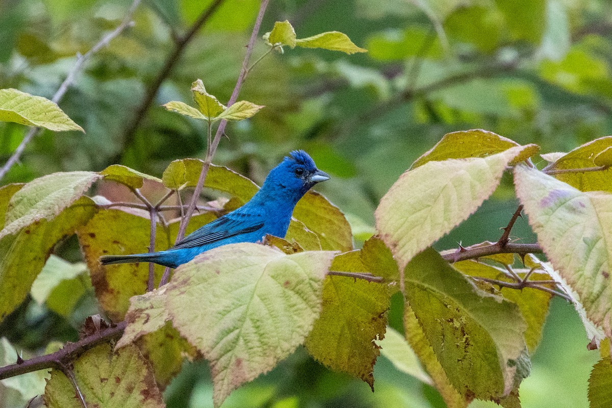 Indigo Bunting - ML640122772