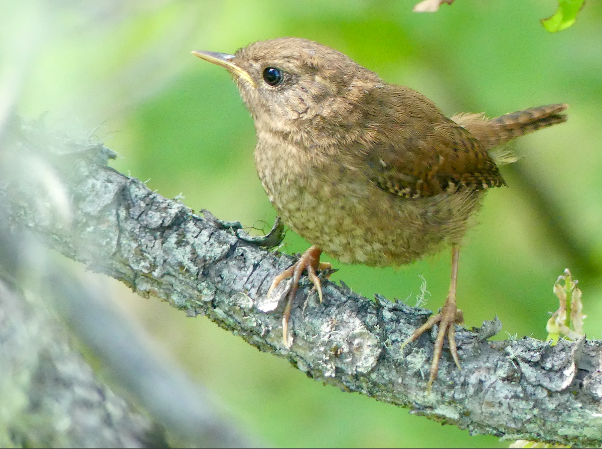 Pacific Wren - ML640122877