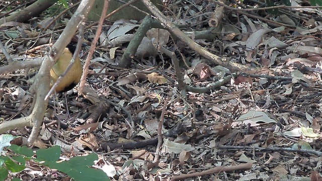 Noisy Pitta - ML640122942