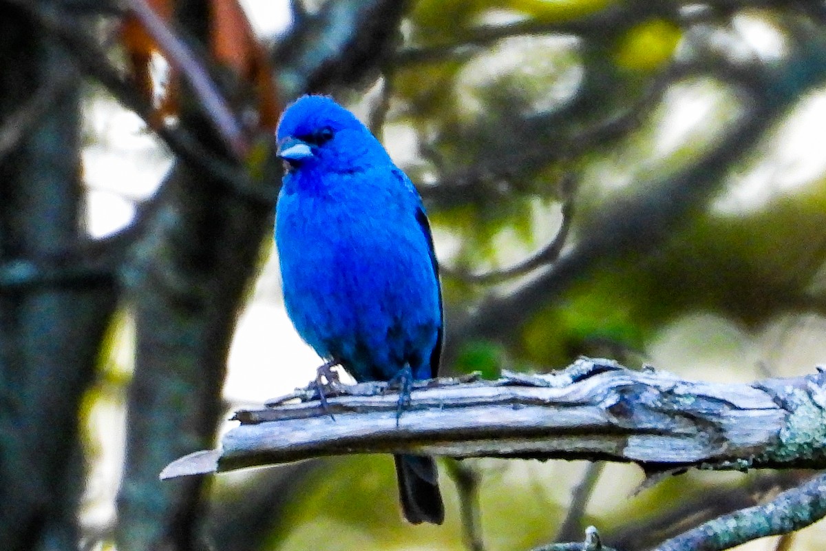 Indigo Bunting - ML640122962