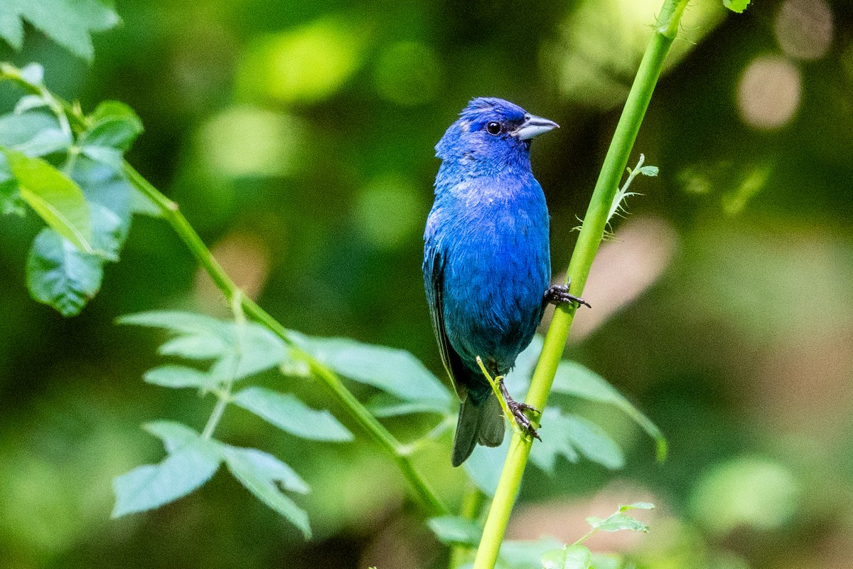 Indigo Bunting - ML640122963