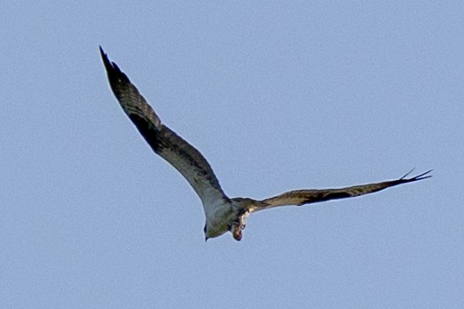 Osprey - ML640122986