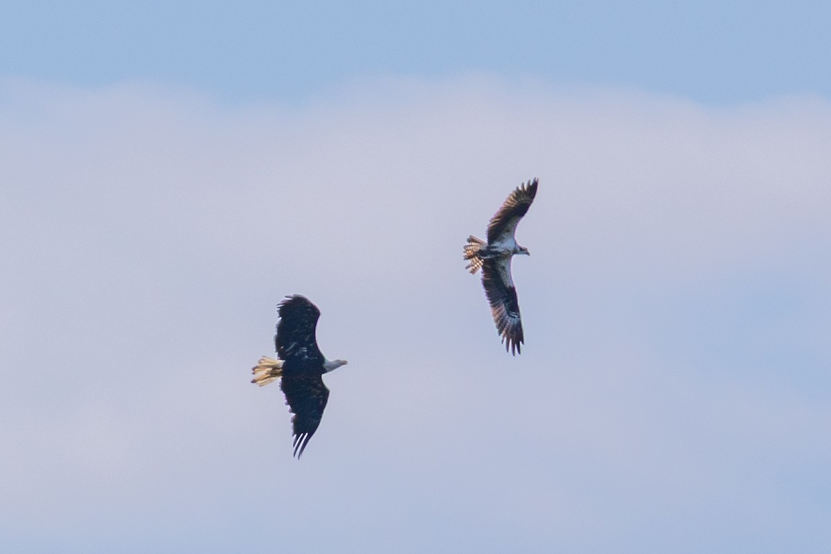 Bald Eagle - ML640122997