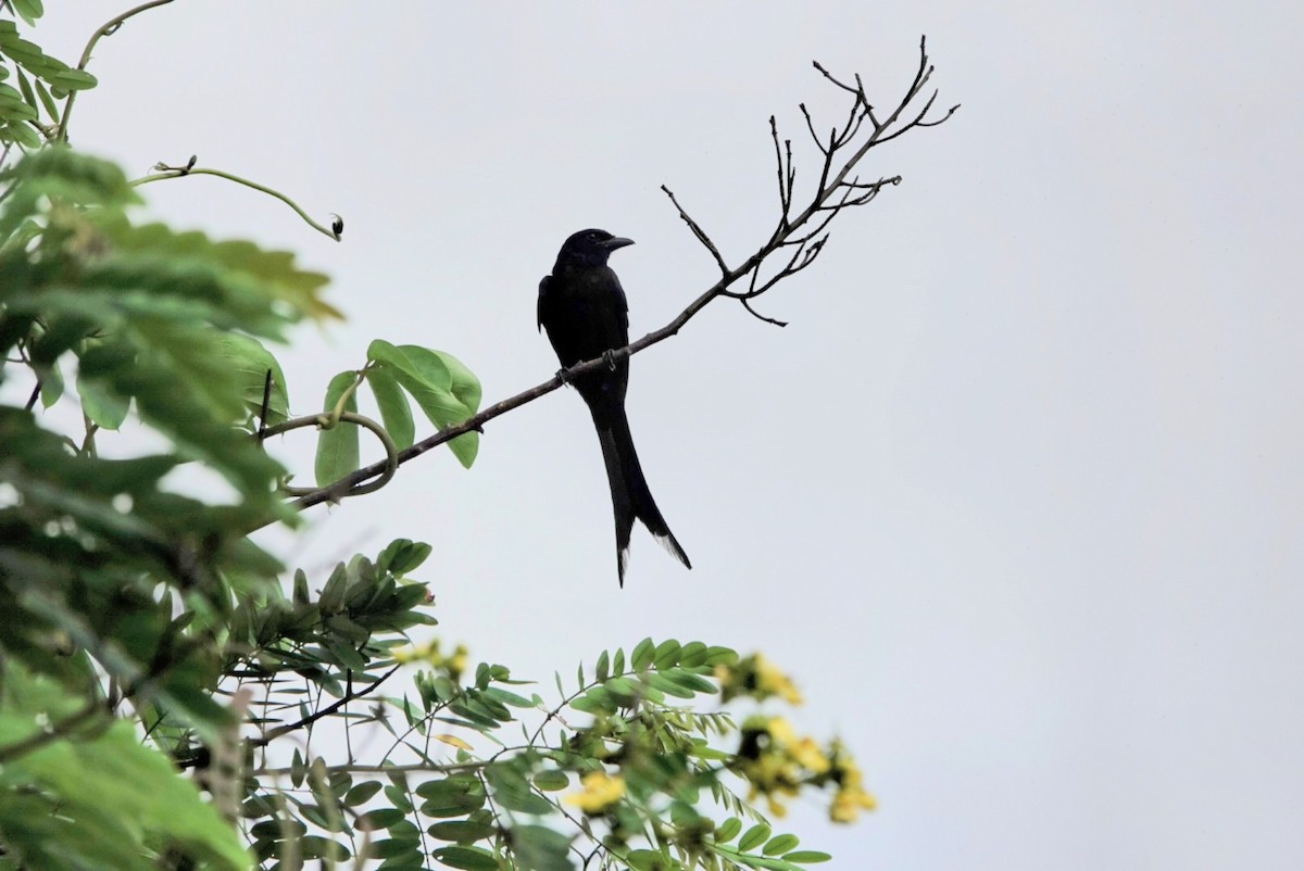 Kara Drongo - ML640123000