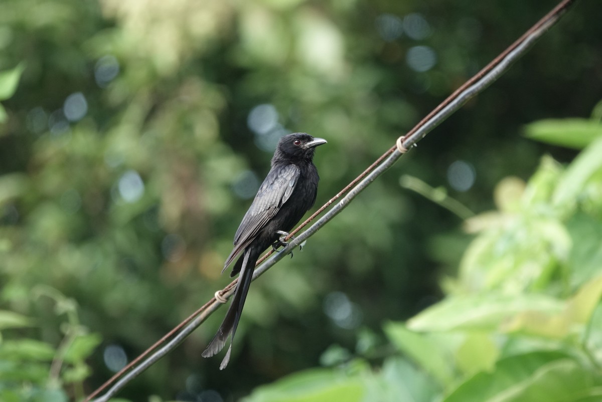 Kara Drongo - ML640123001