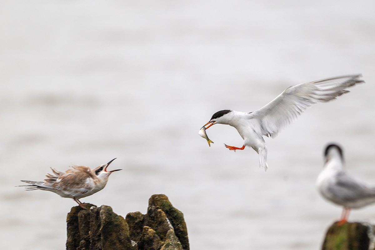 Forsterseeschwalbe - ML640123020