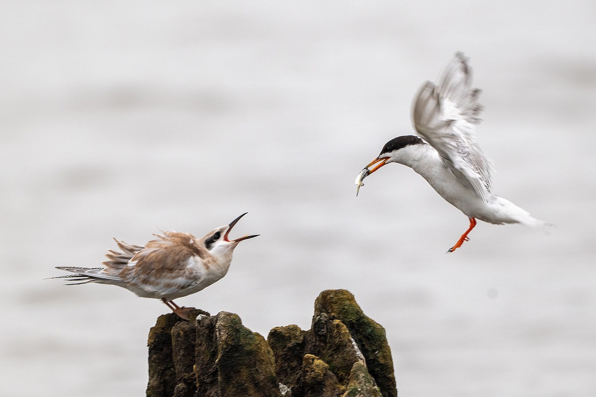 Forsterseeschwalbe - ML640123035