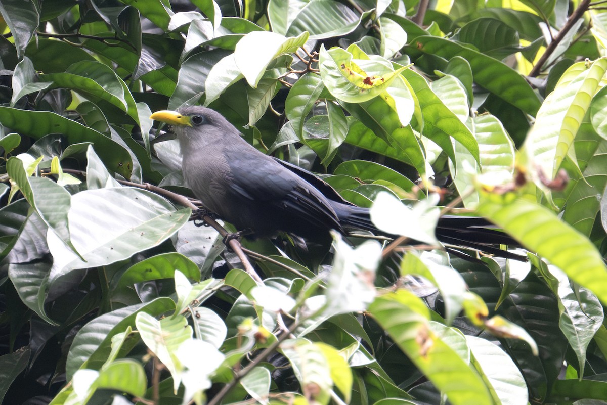 Blue Malkoha - ML640123178