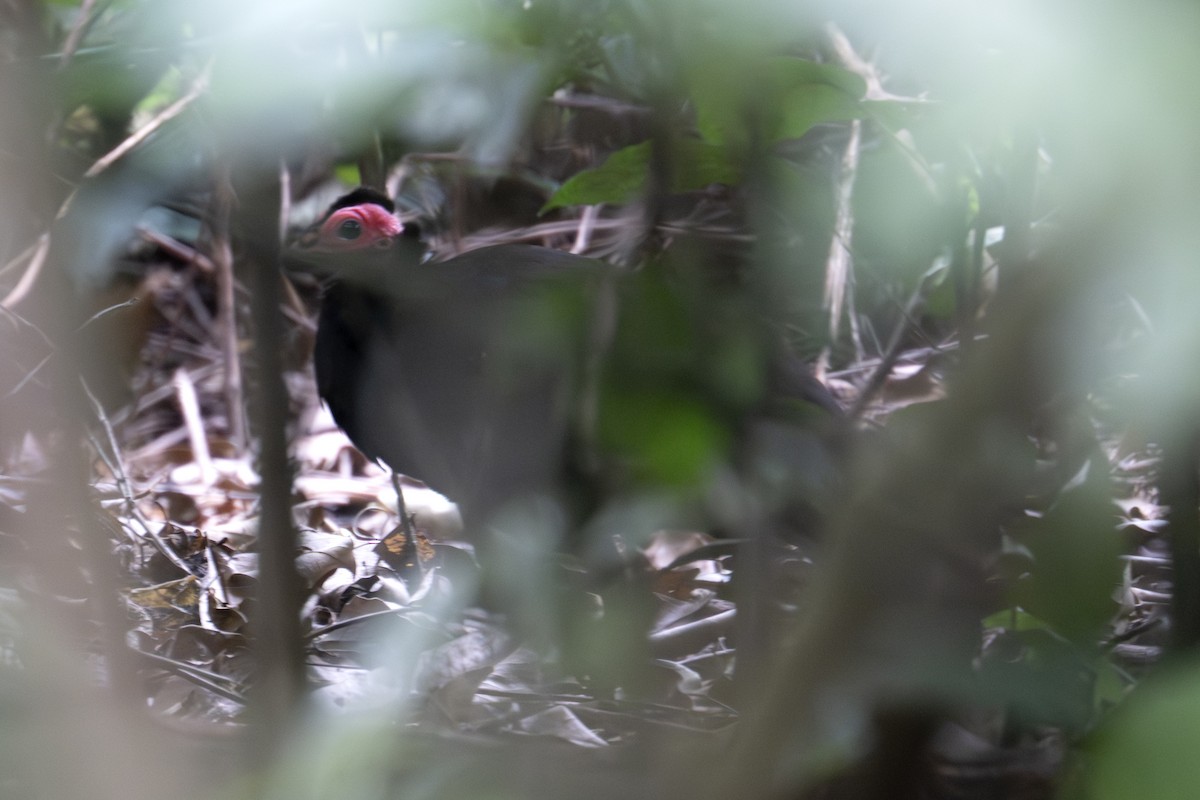Black Guineafowl - ML640123189