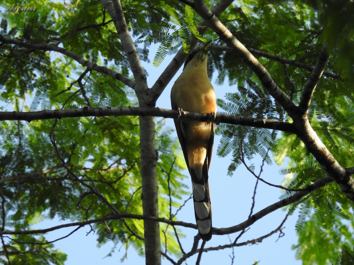 Mangrove Cuckoo - ML640123205