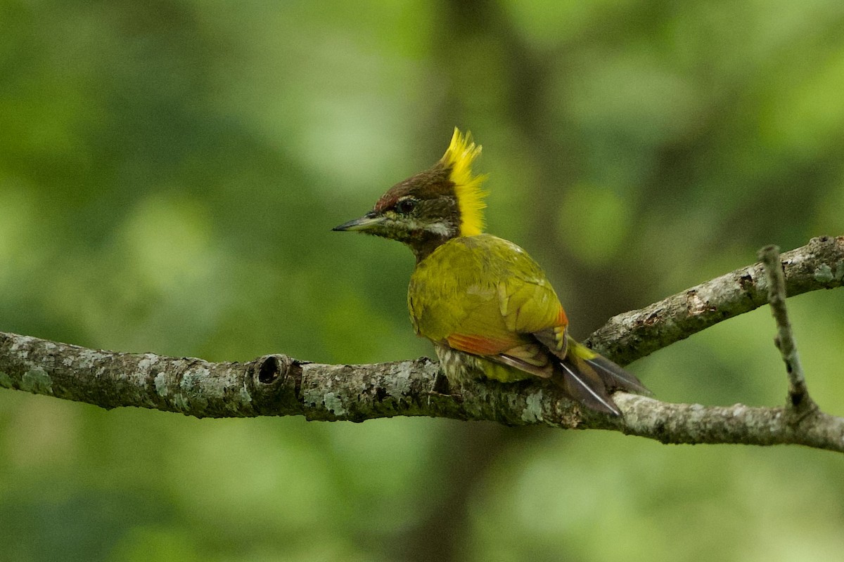 Lesser Yellownape - ML640123224