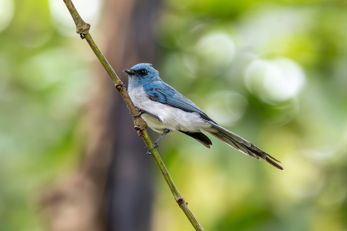 African Blue Flycatcher - ML640123377