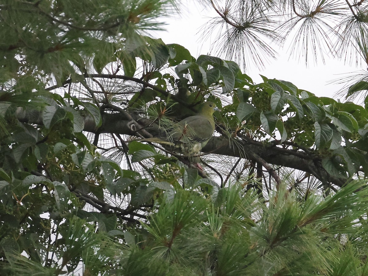 Wedge-tailed Green-Pigeon - ML640123392