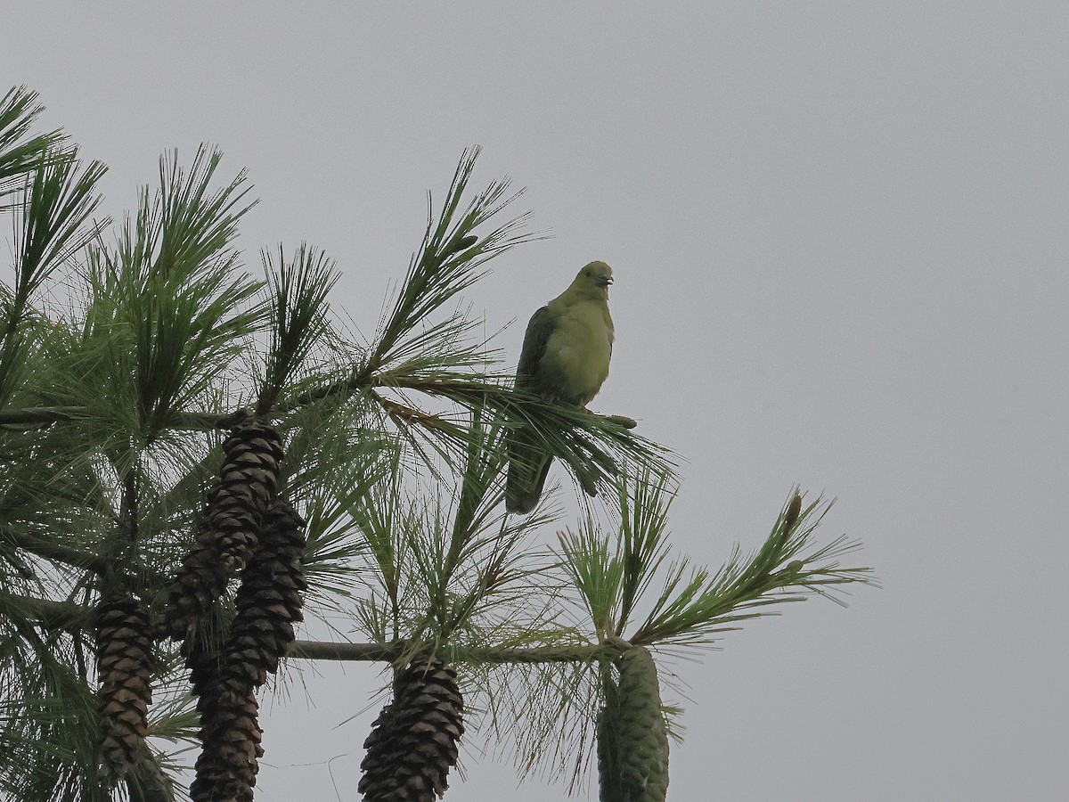 Wedge-tailed Green-Pigeon - ML640123394