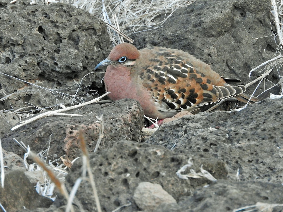 Galapagos Dove - ML640123426