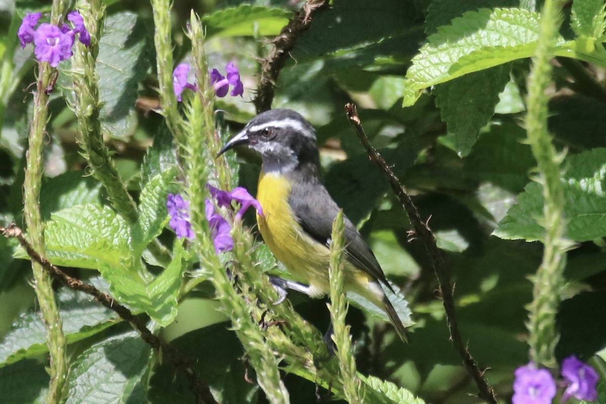 Bananaquit - ML640123484