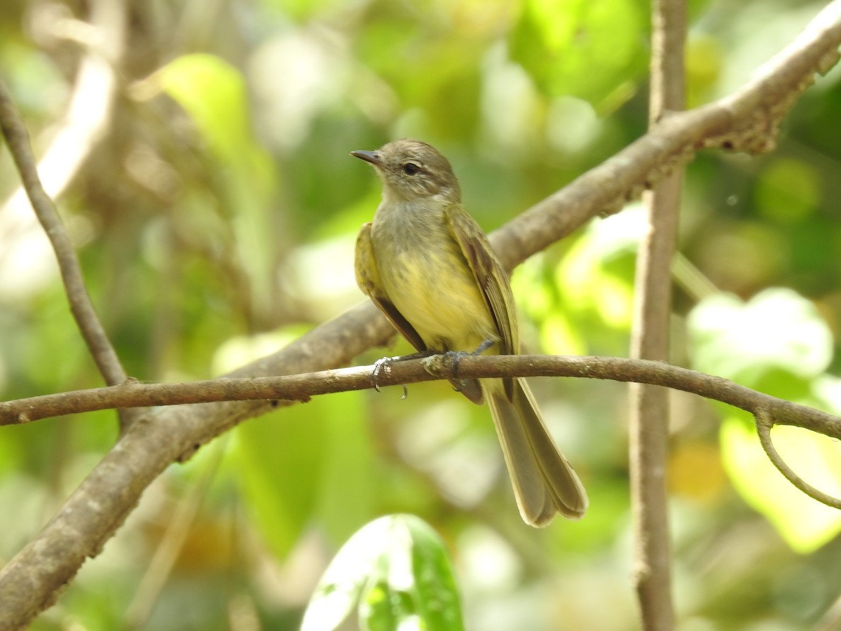 Greenish Elaenia - ML640123503