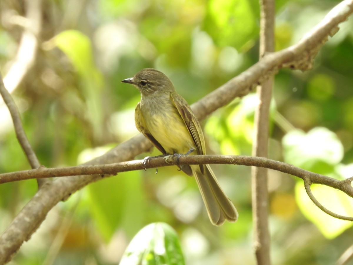 Greenish Elaenia - ML640123504