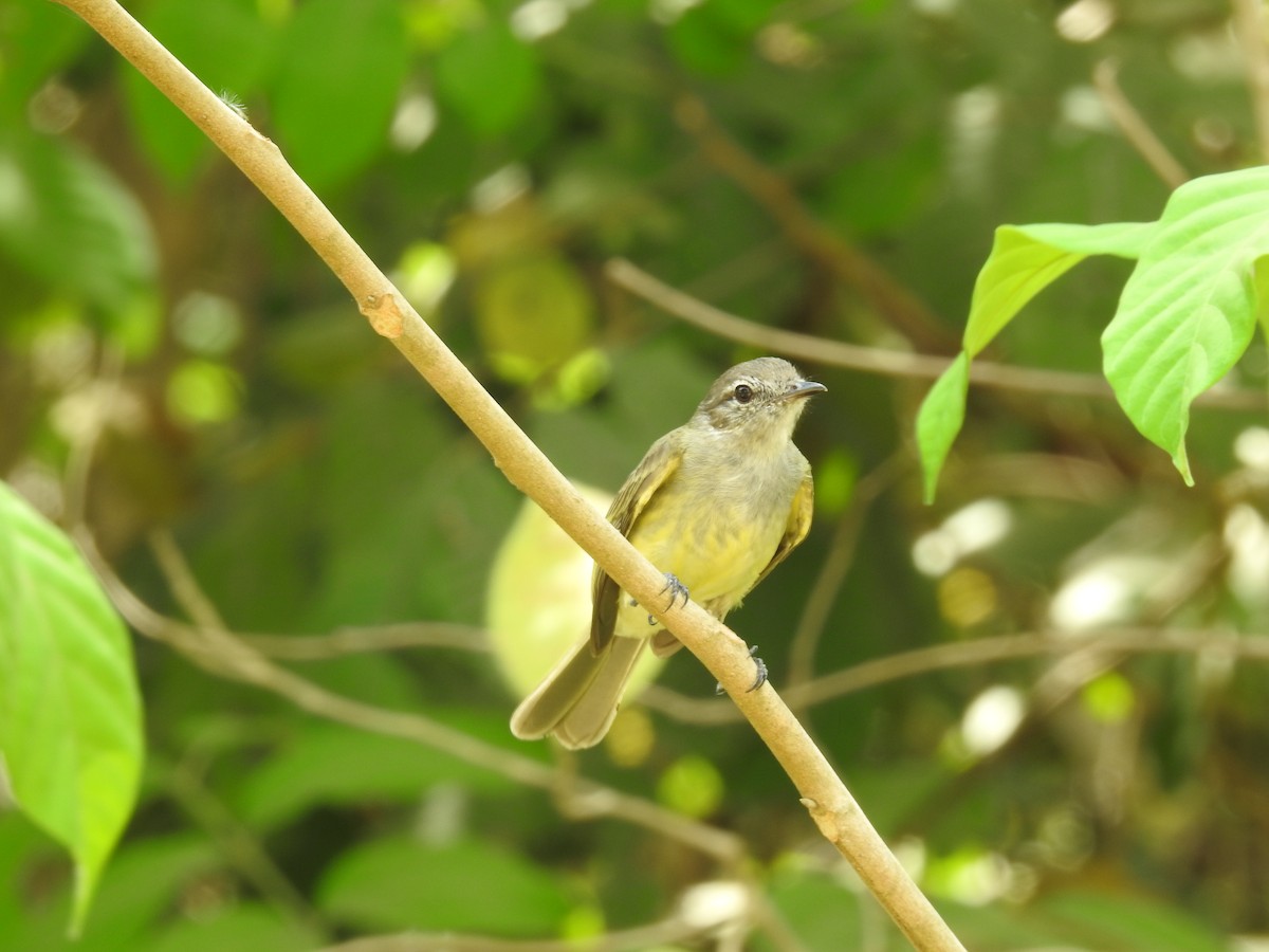 Greenish Elaenia - ML640123505
