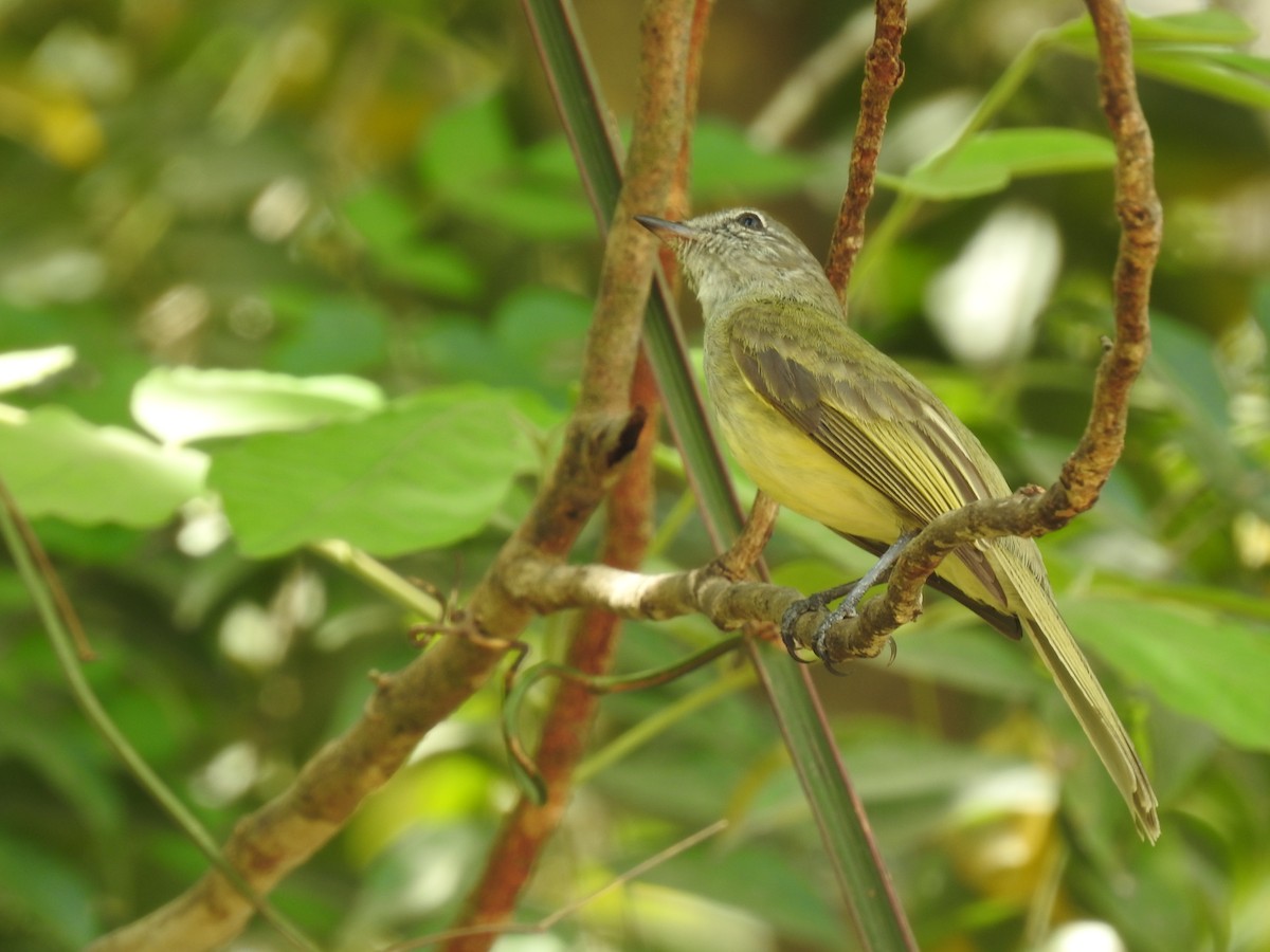 Greenish Elaenia - ML640123506