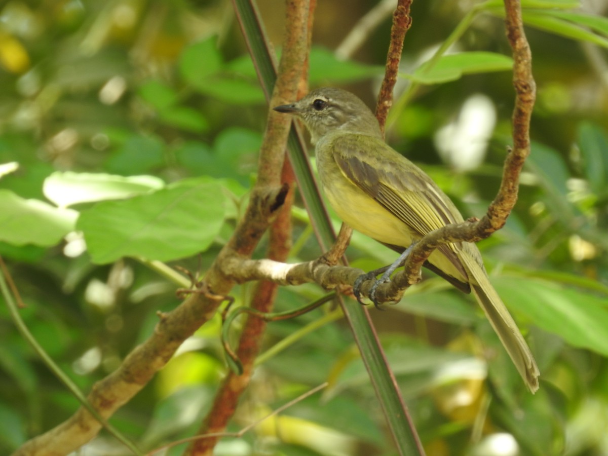 Greenish Elaenia - ML640123507