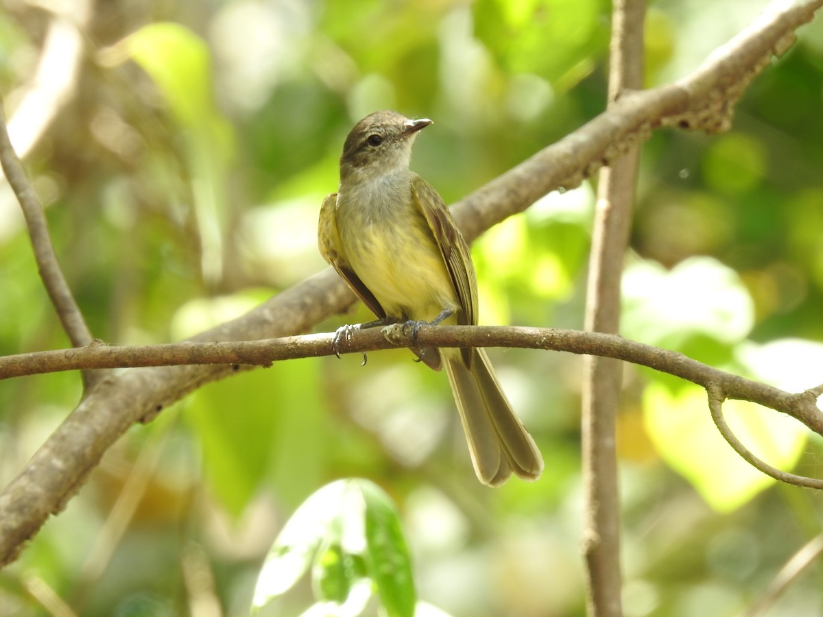 Greenish Elaenia - ML640123508