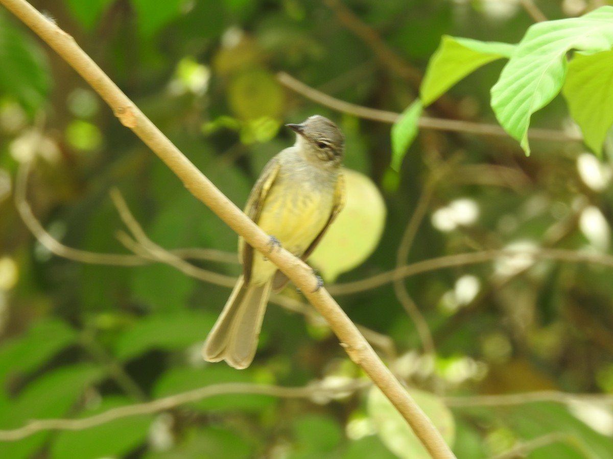Greenish Elaenia - ML640123509