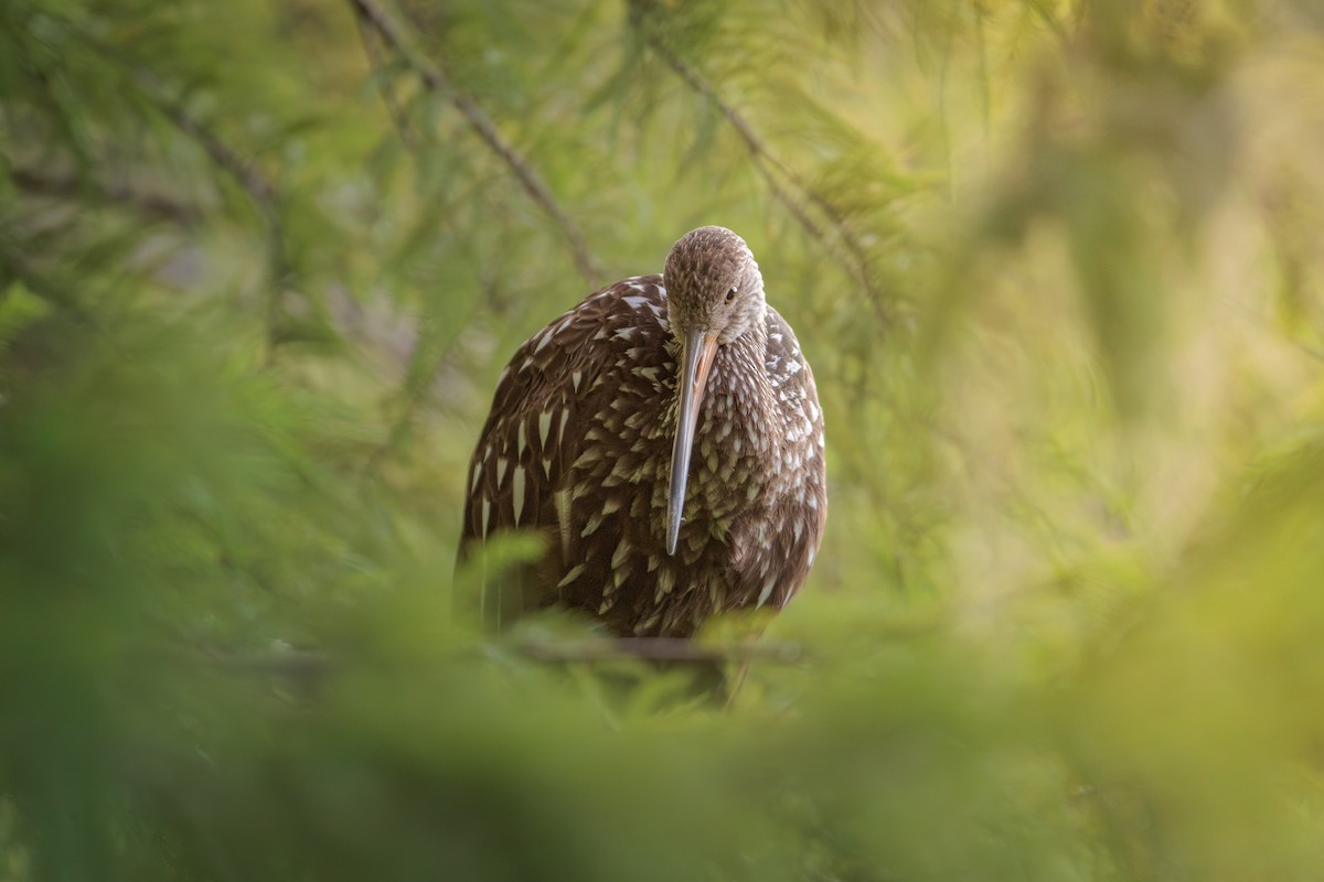 Limpkin - ML640123526